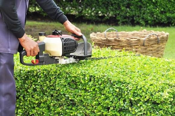 Hedge trimming service